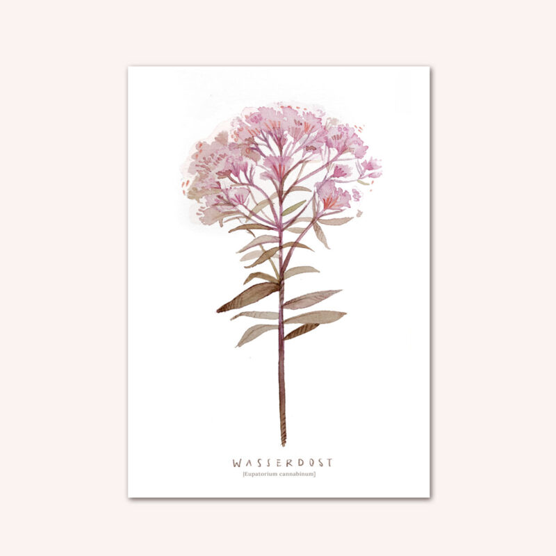 Postkarte Wasserdost Aquarell