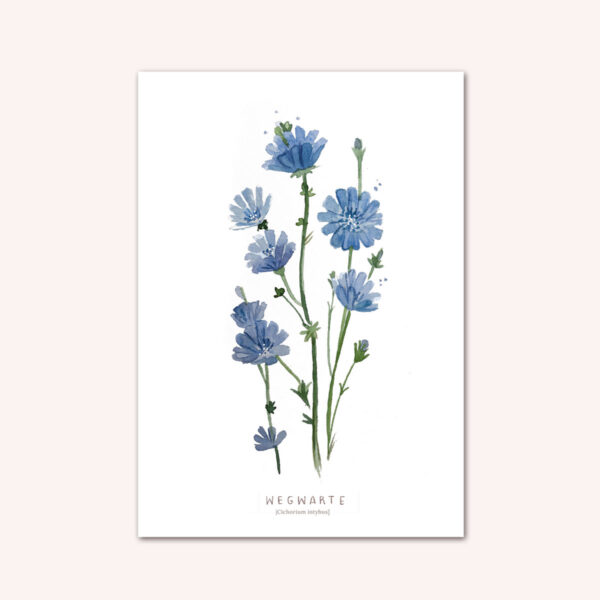 Postkarte Aquarell Wegwarte