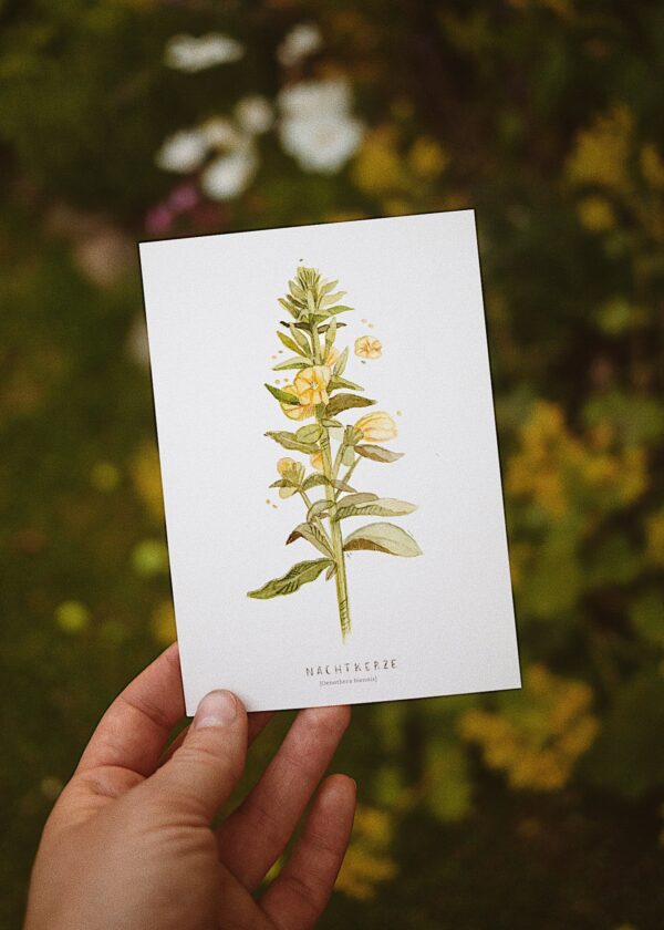 Processed with VSCO with m5 preset Nachtkerze Postkarte (10,5 x 14,8 cm)