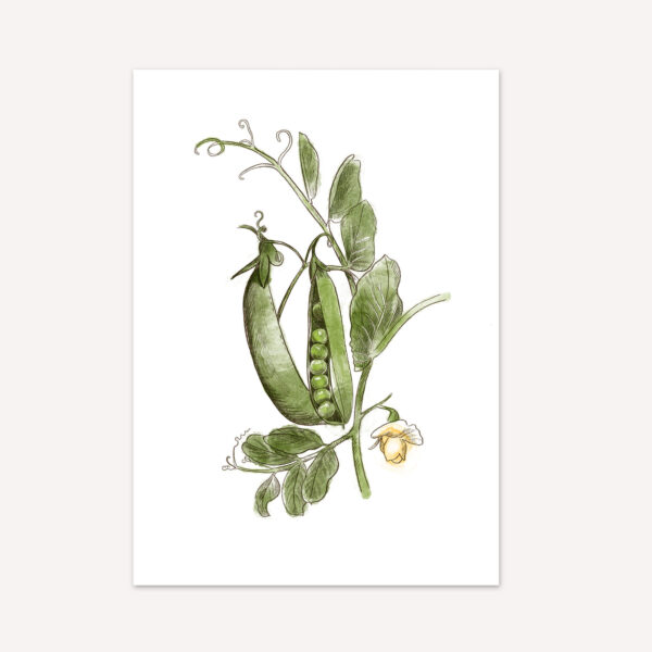 Erbse Postkarte (10,5 x 14,8 cm)