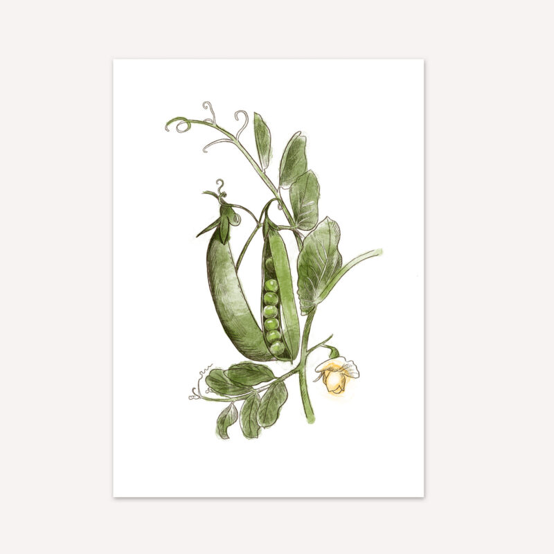 Erbse Postkarte (10,5 x 14,8 cm)