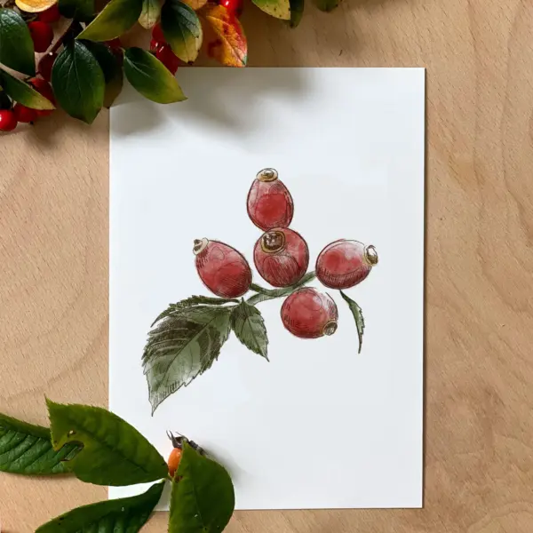Hagebutte Postkarte (10,5 x 14,8 cm)