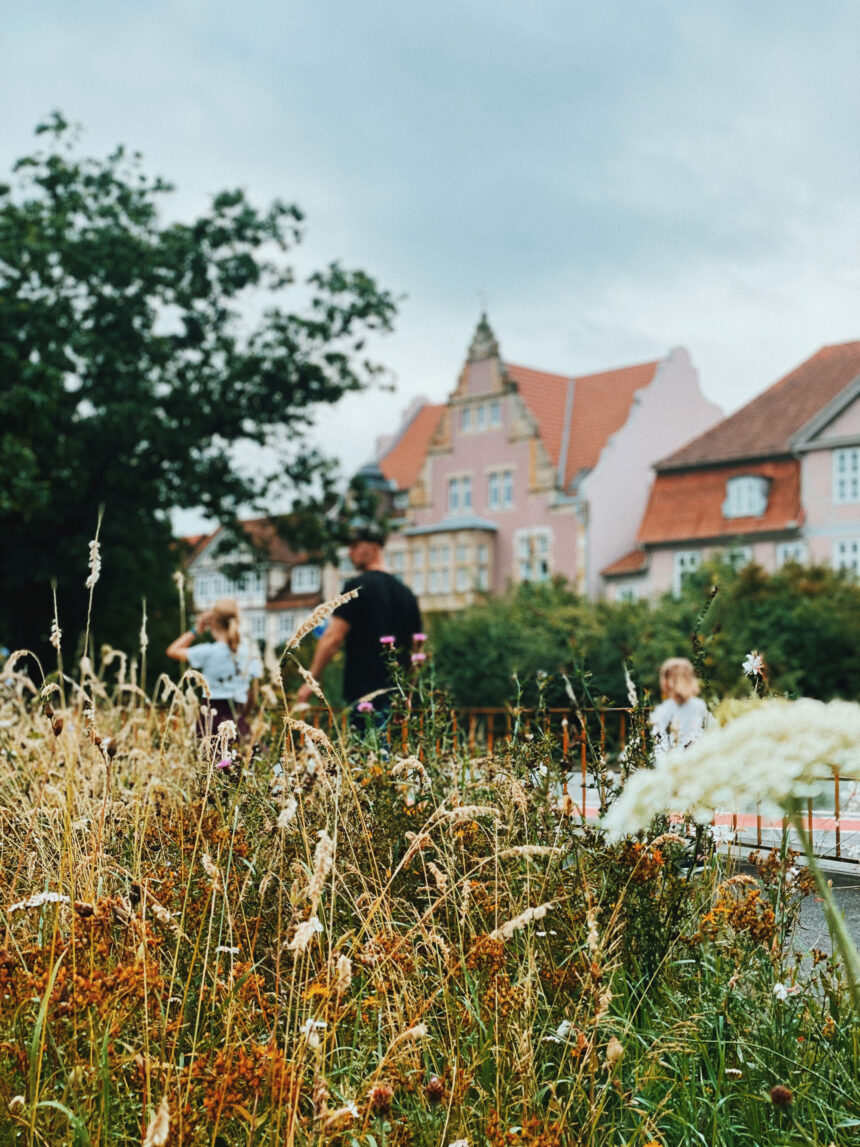 Celler Innenstadt mit Wildblumenwiese