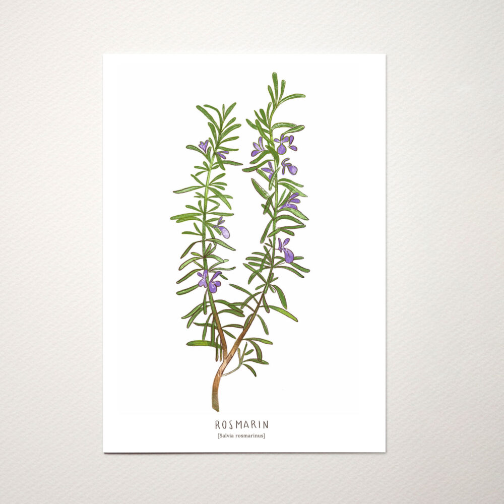 Postkarte Kräuter Rosmarin