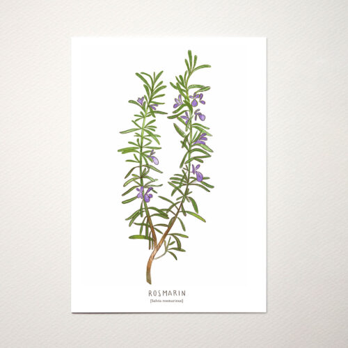Postkarte Kräuter Rosmarin