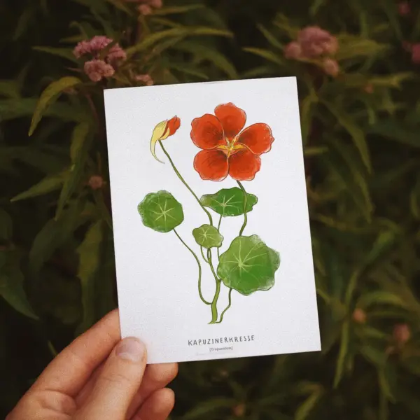 Postkarte Kapuzinerkresse (10,5 x 14,8 cm)
