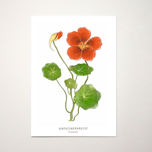 Postkarte Kräuter Kapuzinerkresse