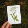 Giersch Postkarte  (10,5 x 14,8 cm)