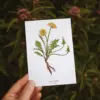Postkarte Löwenzahn (10,5 x 14,8 cm)